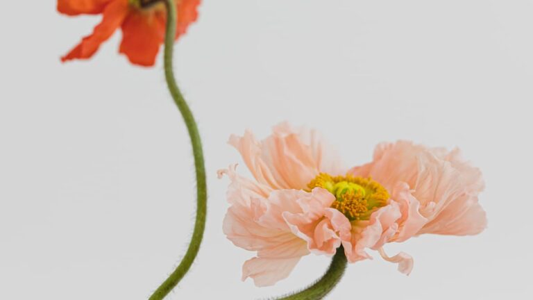 Tall Poppy Syndrome: Navigating the Energetics of Success